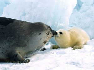 Гренландский тюлень с детенышем